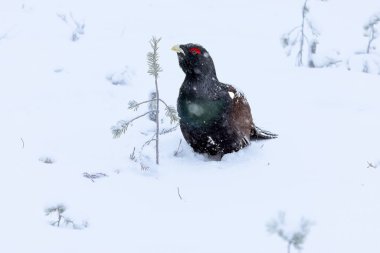 Yetişkin erkek Capercaillie, Lek bölgesinde kar altında çiftleşme dansını yapıyor ve dişilerin aynı anda gelmesini bekliyor.