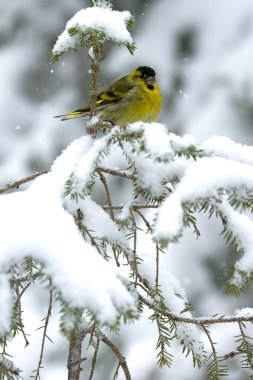 Çam ve huş ormanlarında ilk ışıkta yoğun kar yağışı olan Avrasyalı bir erkek..