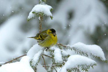 Çam ve huş ormanlarında ilk ışıkta yoğun kar yağışı olan Avrasyalı bir erkek..