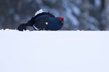 Çiftleşme mevsiminde, tamamen karla kaplı erkek siyah orman tavuğu sabahın ilk ışıklarıyla bir çam ve huş ağacı ormanında..