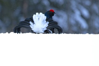 Çiftleşme mevsiminde, tamamen karla kaplı erkek siyah orman tavuğu sabahın ilk ışıklarıyla bir çam ve huş ağacı ormanında..