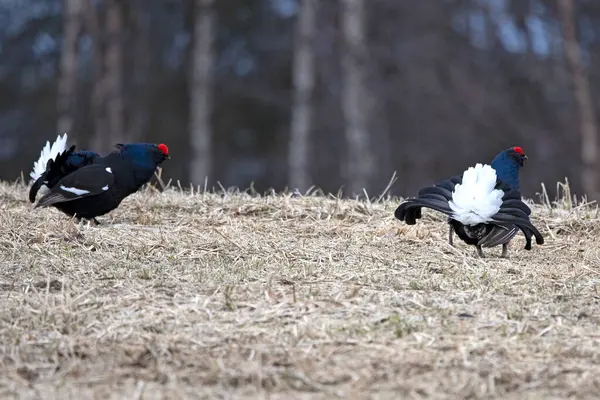 Finlandiya 'da çiftleşme mevsiminin ilk ışıklarında iki erkek orman tavuğu kendi leklerinde birbirlerine meydan okuyorlar..