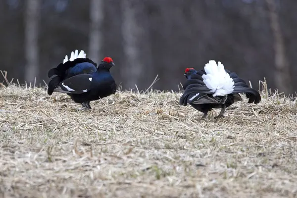 Finlandiya 'da çiftleşme mevsiminin ilk ışıklarında iki erkek orman tavuğu kendi leklerinde birbirlerine meydan okuyorlar..