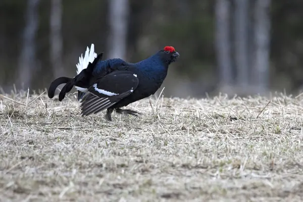 Erkek siyah orman tavuğu lek üzerinde çiftleşme dansını yapıyor. Çok soğuk bir günde dişilerin aynı leke ulaşmasını bekliyor..