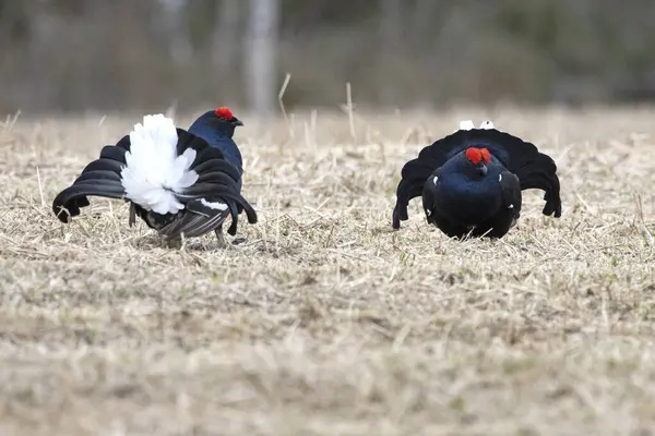 Finlandiya 'da çiftleşme mevsiminin ilk ışıklarında iki erkek orman tavuğu kendi leklerinde birbirlerine meydan okuyorlar..
