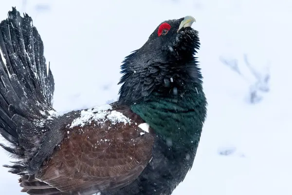 Yetişkin erkek Capercaillie, Lek bölgesinde kar altında çiftleşme dansını yapıyor ve dişilerin aynı anda gelmesini bekliyor.