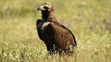 Akdeniz dağlarında baharda çiçeklerin arasında kara akbaba yağmurlu bir günde sabahın ilk ışıklarıyla