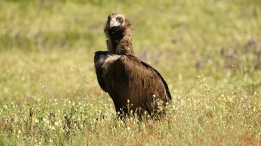 Akdeniz dağlarında baharda çiçeklerin arasında kara akbaba yağmurlu bir günde sabahın ilk ışıklarıyla