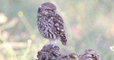 Bir zeytin koruluğunun içindeki üreme bölgesinde küçük baykuş bahar gününün ilk ışıklarıyla