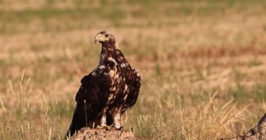 Akdeniz ormanlarında 5 yaşında dişi bir İspanyol İmparatorluk Kartalı. Günün ilk ışıklarıyla..