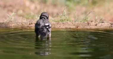 Güney Gri Örümcekkuşu Akdeniz ormanlarında bir su birikintisinde banyo yapıyor. Bir bahar gününün ilk ışıklarıyla