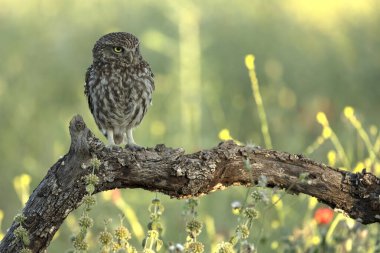 Akdeniz 'de zeytin, meşe ve çam ağaçlarından oluşan küçük bir baykuş, sabahın ilk ışıklarıyla