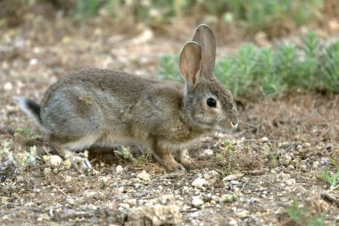 Akdeniz 'in zeytin, meşe ve çam ağaçlarından oluşan ormanında ilk ışıkla birlikte tavşan.