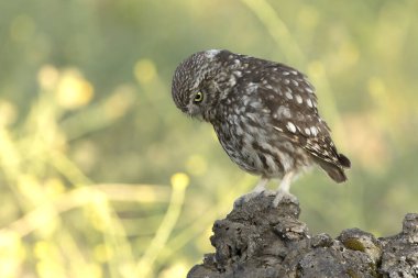 Akdeniz 'de zeytin, meşe ve çam ağaçlarından oluşan küçük bir baykuş, sabahın ilk ışıklarıyla