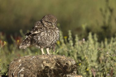 Sabahın ilk ışıklarıyla bir zeytin korusu ve Akdeniz ormanının içindeki üreme bölgesinde küçük baykuş.
