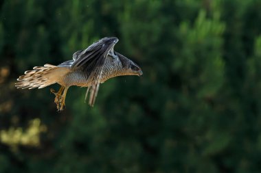 Yetişkin dişi Kuzeyli atmaca bir noktadan diğerine uçuyor. Akdeniz 'de bir ormanın içinde, gecenin son ışığında.