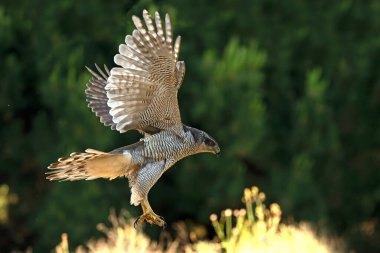 Yetişkin dişi Kuzeyli atmaca bir noktadan diğerine uçuyor. Akdeniz 'de bir ormanın içinde, gecenin son ışığında.