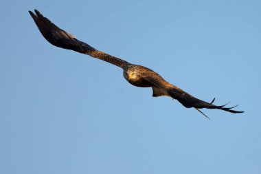 Akdeniz ormanlarında ilk ışıkla uçan kırmızı uçurtma