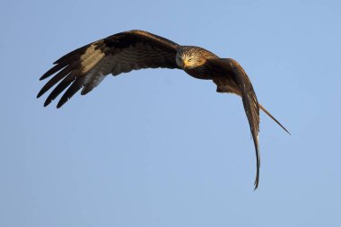 Akdeniz ormanlarında ilk ışıkla uçan kırmızı uçurtma