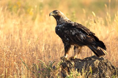 5 yaşında erkek, İspanyol İmparatorluk Kartalı ilk ışıkta en sevdiği yerde.