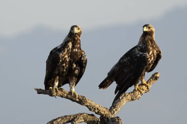 5 yaşında bir erkek ve dişi İspanyol İmparatorluk Kartalı bir bahar günü ilk ışıkla Akdeniz ormanlarındaki bölgelerinde.
