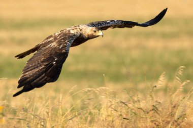 5 yaşındaki İspanyol İmparatorluk Kartalı güneşli bir haziran sabahının erken saatlerinde kendi bölgesinde uçuyor.