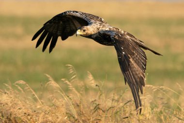 5 yaşındaki İspanyol İmparatorluk Kartalı güneşli bir haziran sabahının erken saatlerinde kendi bölgesinde uçuyor.