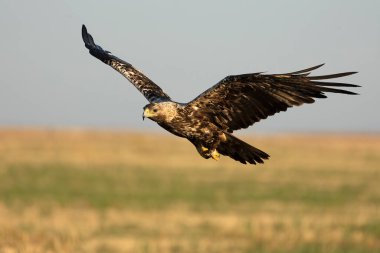 5 yaşındaki İspanyol İmparatorluk Kartalı güneşli bir haziran sabahının erken saatlerinde kendi bölgesinde uçuyor.