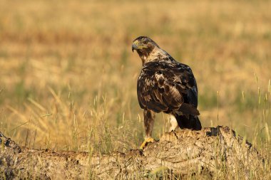 5 yaşında erkek, İspanyol İmparatorluk Kartalı ilk ışıkta en sevdiği yerde.