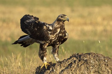 5 yaşında erkek, İspanyol İmparatorluk Kartalı ilk ışıkta en sevdiği yerde.