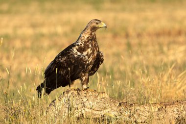 5 yaşında erkek, İspanyol İmparatorluk Kartalı ilk ışıkta en sevdiği yerde.