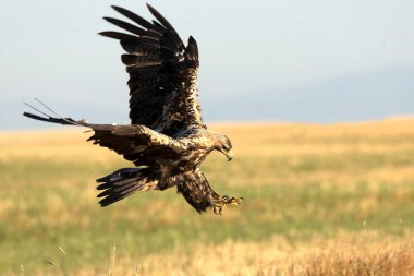 5 yaşındaki İspanyol İmparatorluk Kartalı güneşli bir haziran sabahının erken saatlerinde kendi bölgesinde uçuyor.