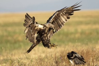 5 yaşındaki İspanyol İmparatorluk Kartalı güneşli bir haziran sabahının erken saatlerinde kendi bölgesinde uçuyor.