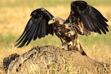 Baharın sonlarında güneşli bir günde 5 yaşındaki İspanyol İmparatorluk Kartalı bölgesindeydi.