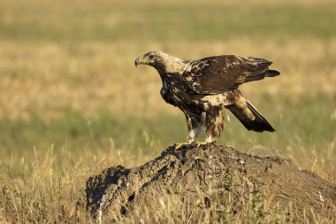 Baharın sonlarında güneşli bir günde 5 yaşındaki İspanyol İmparatorluk Kartalı bölgesindeydi.