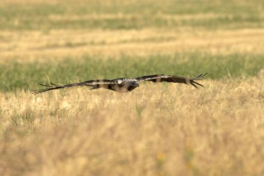 5 yaşındaki İspanyol İmparatorluk Kartalı güneşli bir haziran sabahının erken saatlerinde kendi bölgesinde uçuyor.