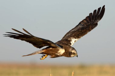 Genç bir erkek Batılı Bataklık Gemisi ilkbaharın ilk ışıklarıyla bataklıkta uçuyor..
