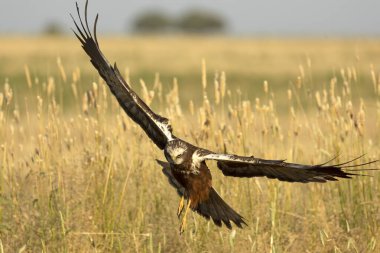 Genç erkek Batı Batılı Bataklık Harrier Akdeniz ormanlarında şafak vakti