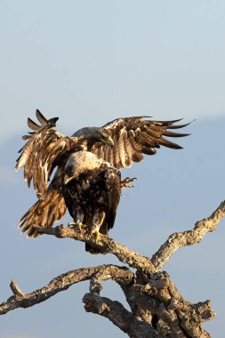 5 yaşında bir erkek ve dişi İspanyol İmparatorluk Kartalı bir bahar günü ilk ışıkla Akdeniz ormanlarındaki bölgelerinde.