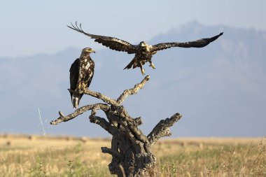 5 yaşında bir erkek ve dişi İspanyol İmparatorluk Kartalı bir bahar günü ilk ışıkla Akdeniz ormanlarındaki bölgelerinde.