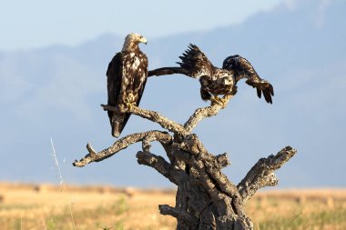 5 yaşında bir erkek ve dişi İspanyol İmparatorluk Kartalı bir bahar günü ilk ışıkla Akdeniz ormanlarındaki bölgelerinde.