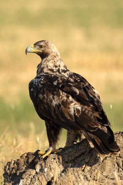 Baharın sonlarında güneşli bir günde 5 yaşındaki İspanyol İmparatorluk Kartalı bölgesindeydi.