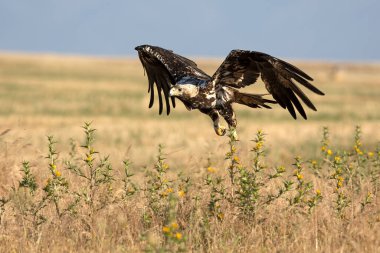 5 yaşındaki İspanyol İmparatorluk Kartalı güneşli bir haziran sabahının erken saatlerinde kendi bölgesinde uçuyor.