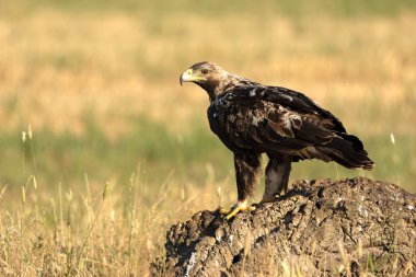 Baharın sonlarında güneşli bir günde 5 yaşındaki İspanyol İmparatorluk Kartalı bölgesindeydi.