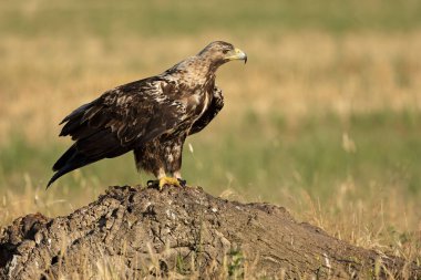 Baharın sonlarında güneşli bir günde 5 yaşındaki İspanyol İmparatorluk Kartalı bölgesindeydi.