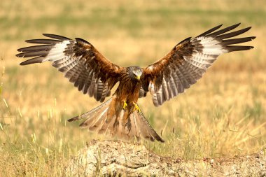 Güneşli bir günde ilkbaharın sonlarında kendi bölgesinde uçan kırmızı uçurtma.