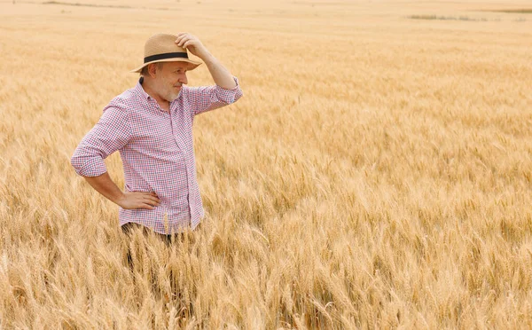 Pyšný Bělošský Farmář Padesátce Pečující Ječmen Zemědělském Poli — Stock fotografie