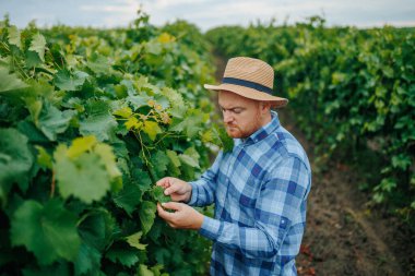 Kareli gömlekli ve hasır şapkalı genç sakallı erkek çiftçinin, kırsal alanda bulutlu gökyüzüne karşı çalışırken yemyeşil yapraklara dokunuşunun yan görüntüsü. 