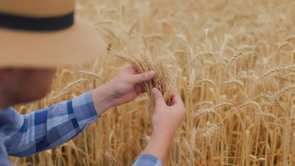 チェッカーされたシャツとわら帽子に座って 田舎での作業中に小麦のスパイクを調べる 認識できない若者の上から — ストック動画