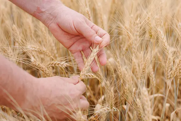 Yetişkin bir adamın arpa tarlasında el ele tutuşması, tarım endüstrisindeki yetenekli bir çiftçinin kendini adamış ve sıkı çalışmasını gösteriyor..